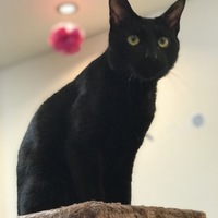 ネロ
