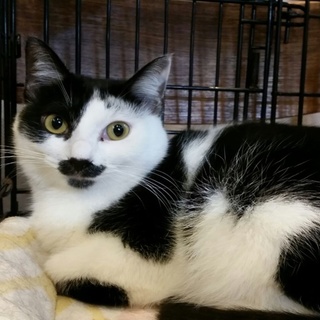 メイ1歳メス、控えめに甘えるかわいい黒白