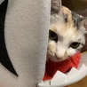 サメの顔したベットに入ってるミタちゃん