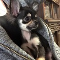 チワワの仔犬 福くん