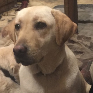 元気いっぱいイエローラブ女子のゾーイ