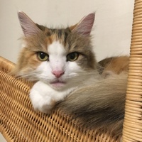 コロナ