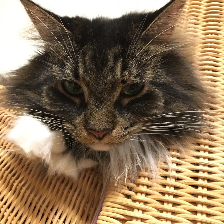 コロナのカバー写真