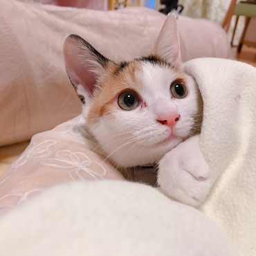おふとんぬくぬく