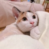 おふとんぬくぬく