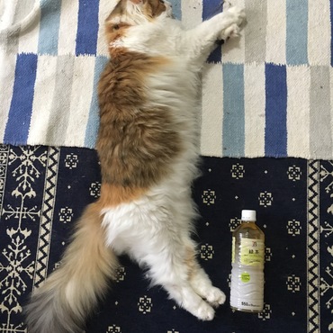 ペットボトルと私
