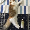 ペットボトルと私