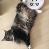 充電中