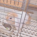 ロップイヤーうさぎ
