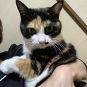 推定2歳三毛猫の女の子