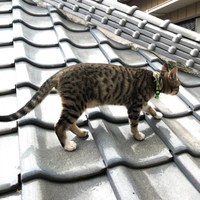 サーモン