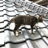 サーモン