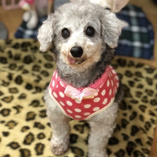 ちっこくて愛嬌ある可愛いチェリー❤︎