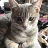 ウル