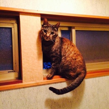 ツナの写真