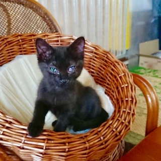 素直な黒猫里親様募集チュア