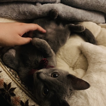 「お腹撫でられるんすっきゃねん(´ω｀*)」