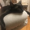 ぽよわさび
