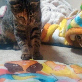 子猫里親募集ウサギのような毛触りの子猫です