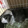 モルモット 里親募集(2018年8月生まれ) サムネイル4