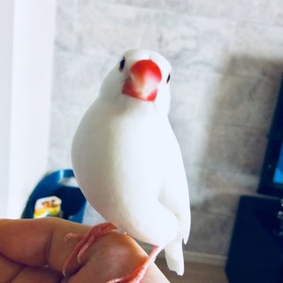 白文鳥／可愛がって下さる方