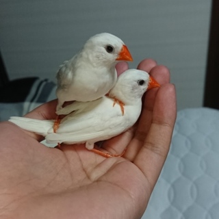 キンカチョウ オスとメス