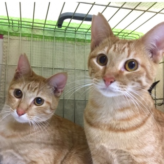 甘えん坊懐こいパニ&チュロ