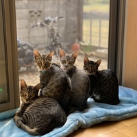 すいは あおた こはく ここう