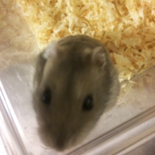 ジャンガリアンとゴールデンハムスターの里親様募集