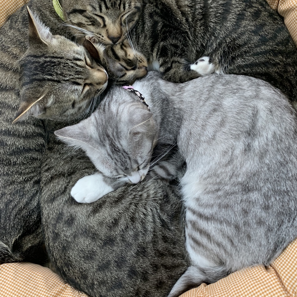 すいは あおた こはく ここうのカバー写真