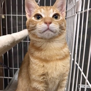 甘えん坊よく遊ぶ茶トラ「ロン」くん♡