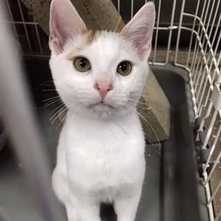 優しく健気な茶白「ルル」くん♡