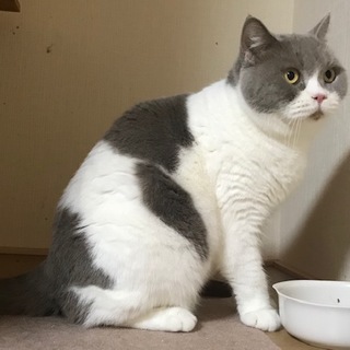 可愛がってくださる方へ譲渡します。