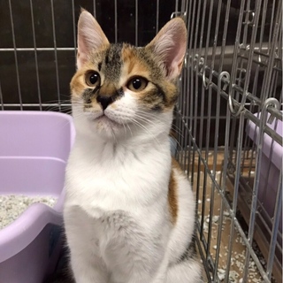 仮面美三毛猫ゴロゴロ「ミミ」ちゃん♡