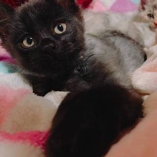 ふわふわブラックスモークの可愛い男の子