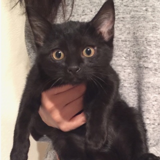 甘えん坊女子力高め「ウリン」ちゃん♡虐待現場から