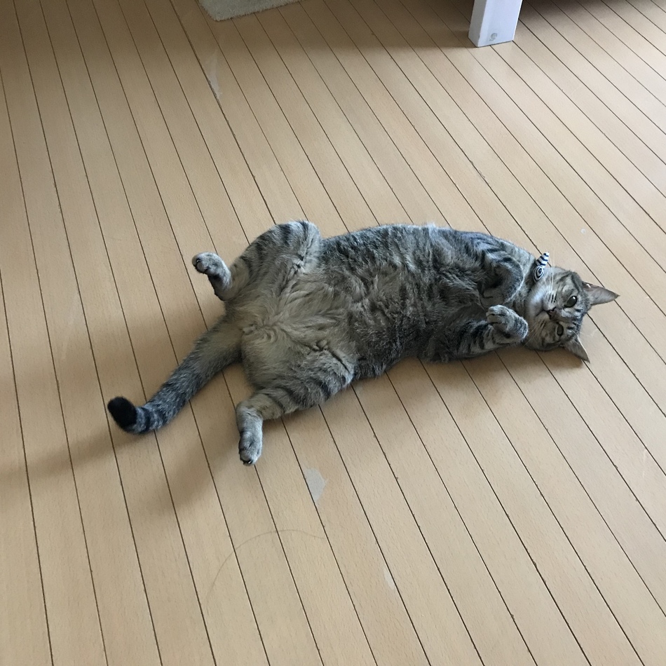 チョコのカバー写真