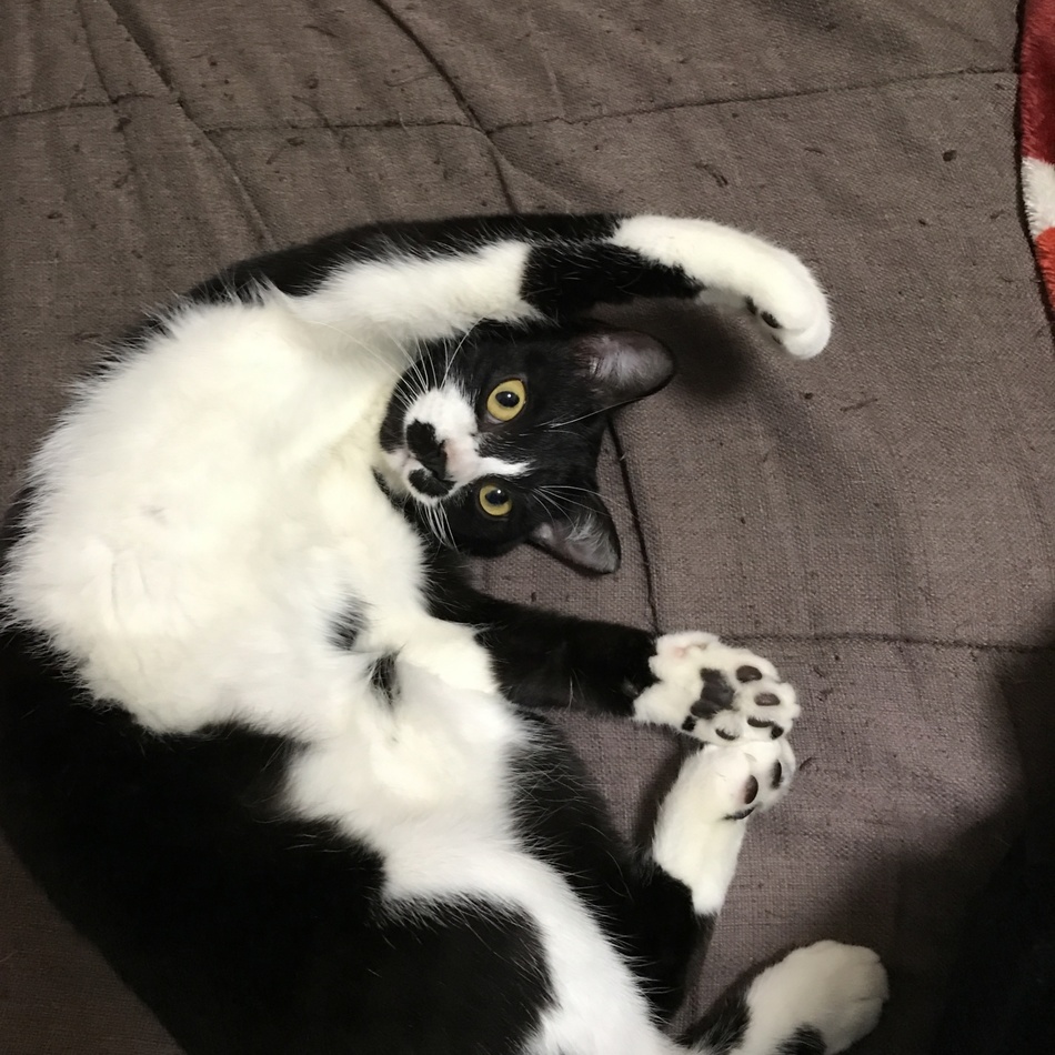 ムギのカバー写真