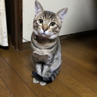 にゃん太