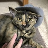 チャオ