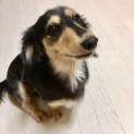 ミニチュアダックスフント♀3歳人懐こい子です