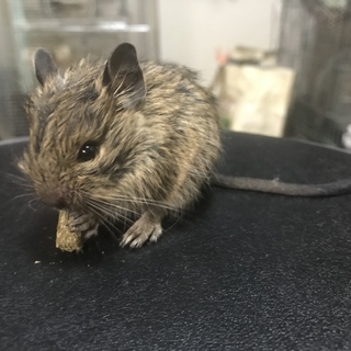 仲良し3匹ベビーデグー里親募集