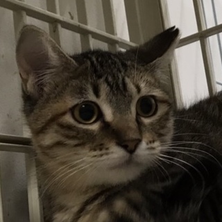 女の子らしい可愛いお顔のキジ猫うさちゃん