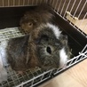 モルモット 里親募集(2018年8月生まれ) サムネイル6