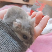 おもち