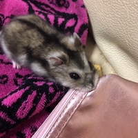グリ子