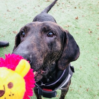 人に寄り添いたい❗️新しい家族を探してます❗️