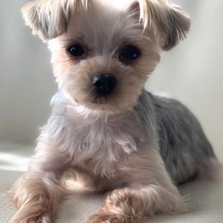 ヨークシャーテリアのサブローくん