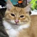  3ヶ月の茶トラ白の長毛のオスの子猫