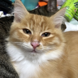  3ヶ月の茶トラ白の長毛のオスの子猫